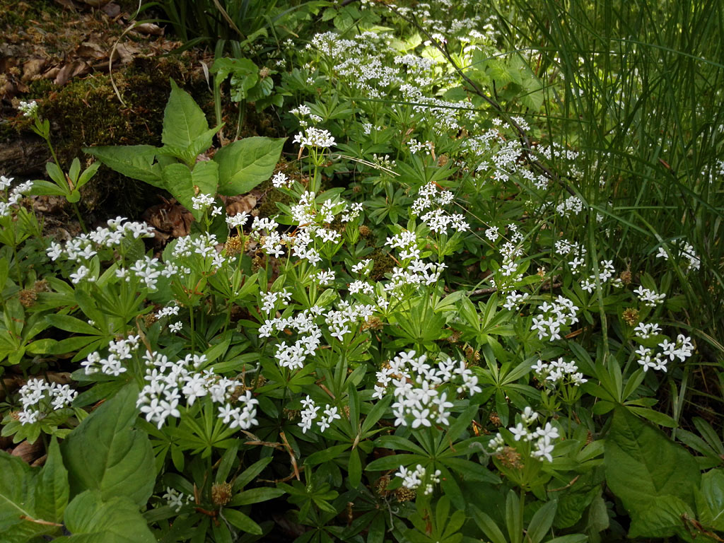 Waldmeisterbowle - wernerkochtwild.de